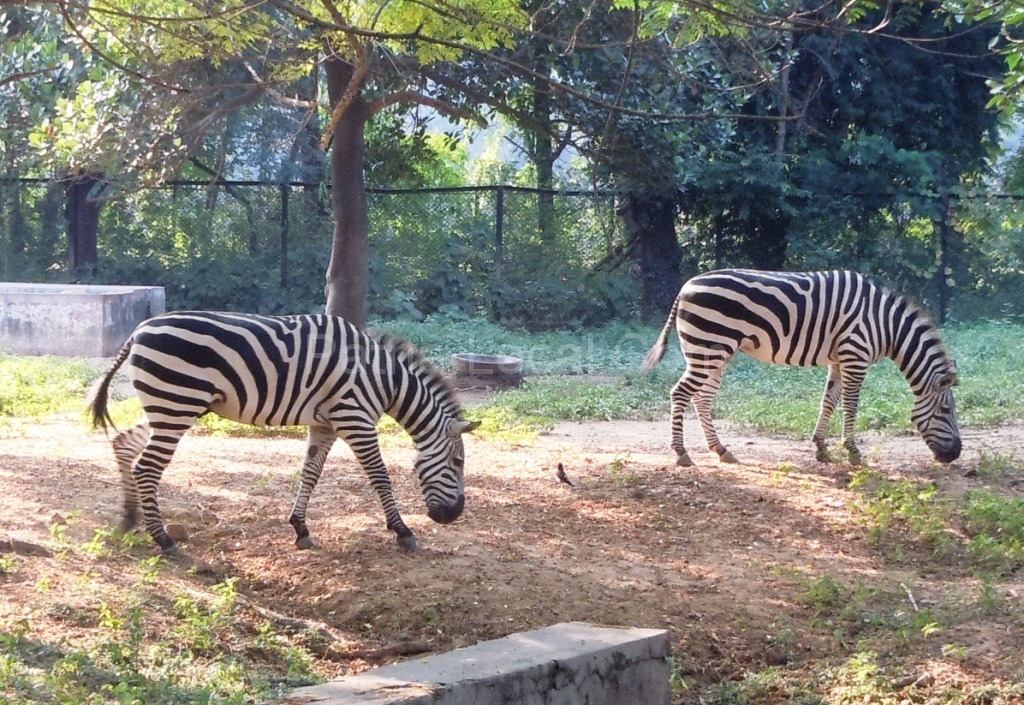 Sanjay Gandhi Biological ParkPatna Zoo 'Lungs of Patna' Patna Local